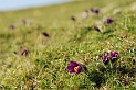 Pasque flower view - D
